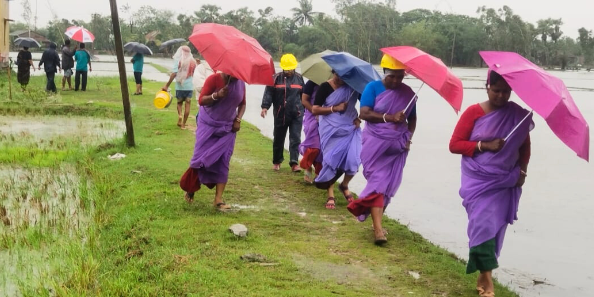 A group of women wearing lilac sarees and holding umbrellas are walking on the banks of flooded paddy fields