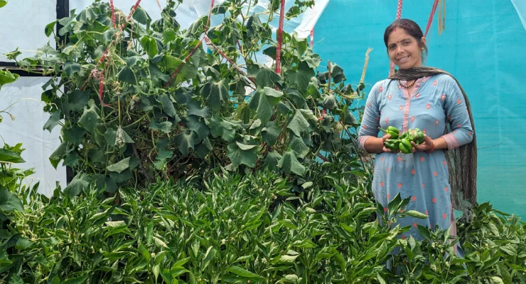 Person in a garden holding green bell peppers, surrounded by lush plants.