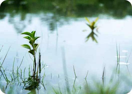 Young plant growing by calm water with clear reflection of the sky and foliage.