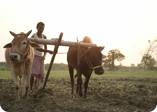 Two oxen plowing a field with a wooden yoke at sunset.